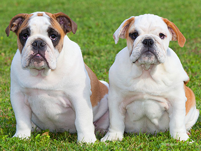 English bulldog puppies