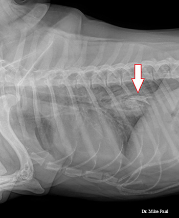 Small Dog Swallows a Large Bone A Delicate Surgery