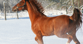 Wintering with Horses