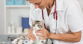 Cat getting an exam by a veterinarian