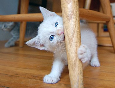 Kitten playing with a chair leg