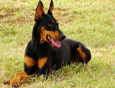 Pinscher dog large best sale