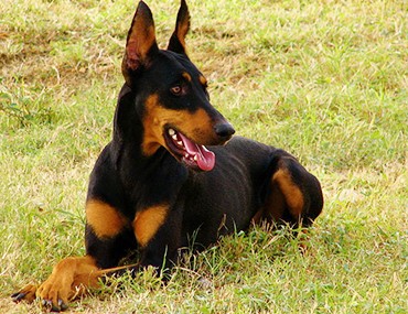 are dobermans used as police dogs