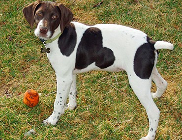 german shorthaired pointer types