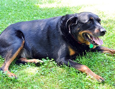 are rottweilers allowed in military