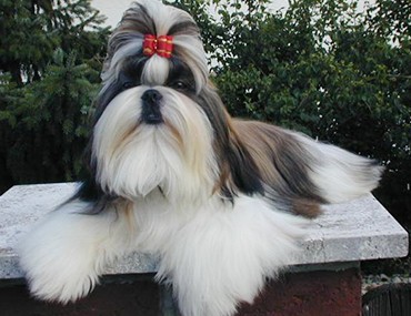 shih tzu related to wolf