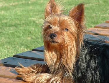 The Yorkshire Terrier