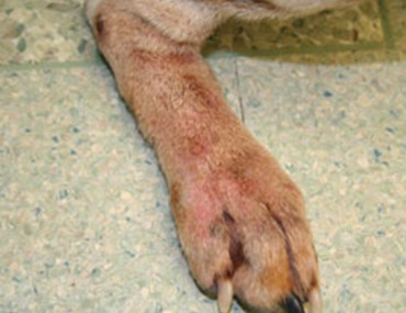 what does anaphylactic shock look like in dogs