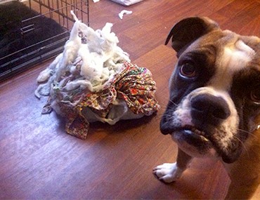 my dog destroys all toys