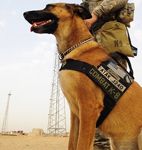 Military canine
