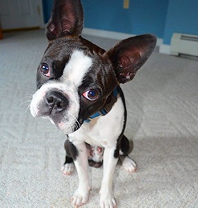 why do boston terriers reverse sneeze