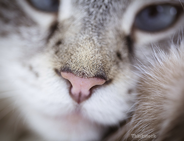 Up close shot of a cat's face