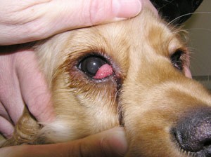 can infection in dogs cause swollen eyes