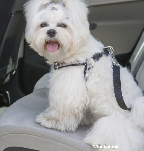 dog harness companies