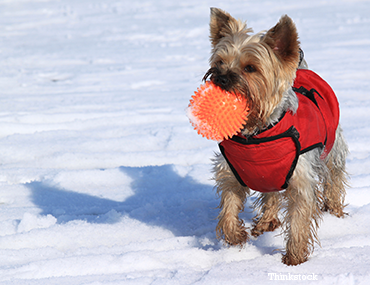 can dogs freeze in cold weather