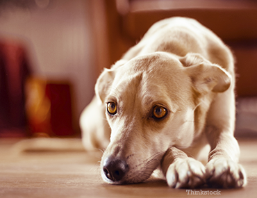 what causes e coli uti in dogs