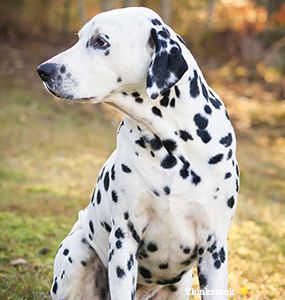 can a dalmatian be a guard dog