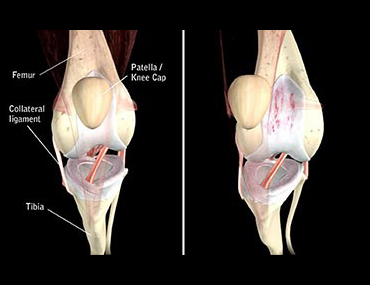 where is the knee joint on a dog