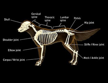 Dog Hip Pain and Bone Diseases causing Joint and Leg Pain and Limping in Growing Canines