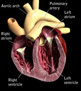 Anatomy of a dog's heart