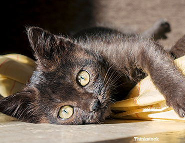 feline uri treatment