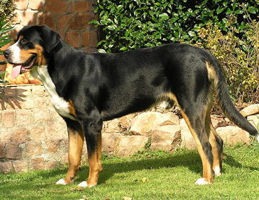 the greater swiss mountain dog