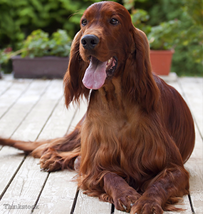 irish setter dealers near me