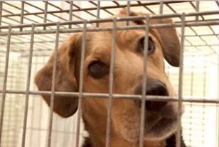 dog keeps coughing and trying to throw up