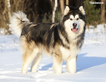 how much exercise does a malamute puppy need