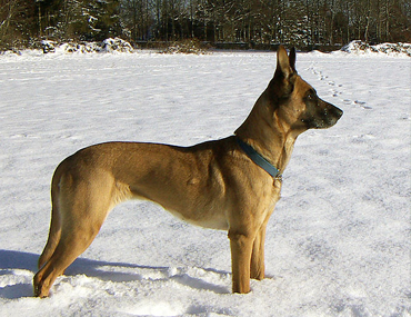 The Belgian Malinois