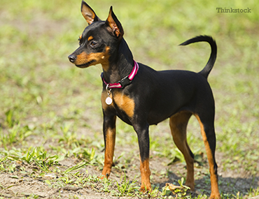 what kind of dog is a miniature pinscher