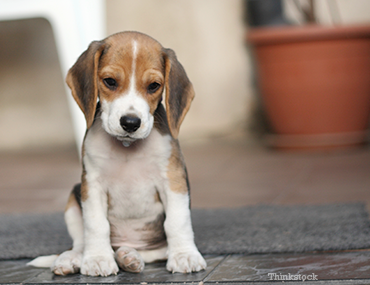 new lab puppy checklist