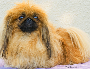 are pekingese dogs good with cats