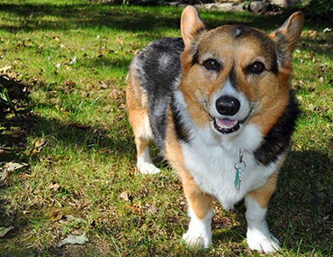 black and white corgi