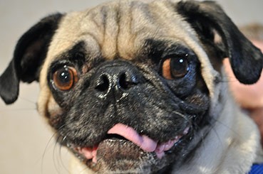 Brachycephalic Syndrome