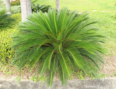sago plant poisonous