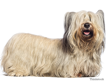 how do groomers bathe a skye terrier