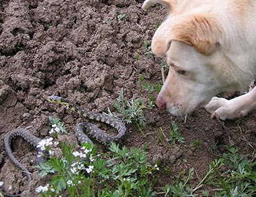 Dog sniffing a snake