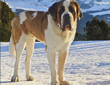 short coated st bernard