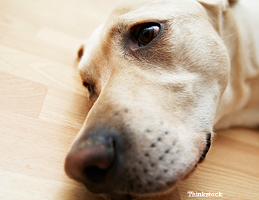 sugar for poisoned dog