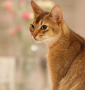 do abyssinian cats get along with dogs