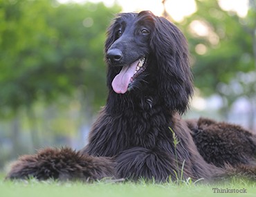 can a afghan hound live in qatar