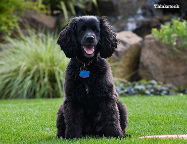 american water spaniel is a mixed breed