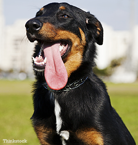 what is a beauceron used for