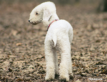 bedlington terrier teddy