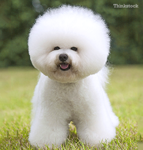 are bichon poos good dogs