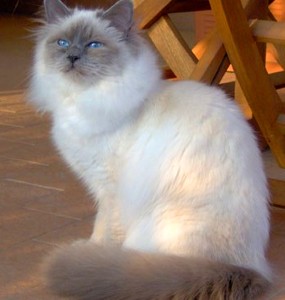 The Fluffy Birman