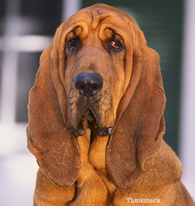 a bloodhound dog