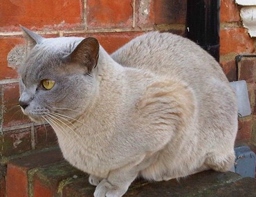 facts about burmese cats