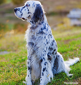 setter breeds